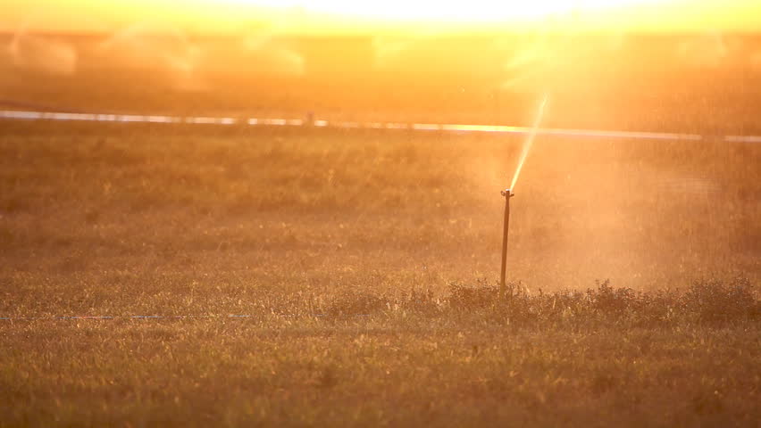 Sprinkler at Sunset on a Farm