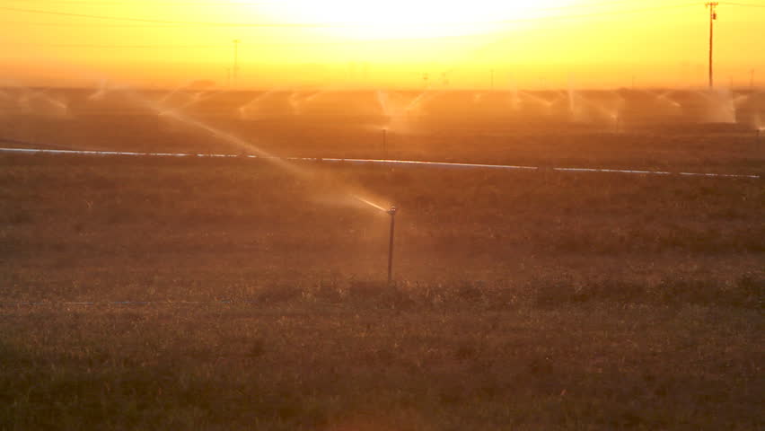 Sprinkler at Sunset on a Farm