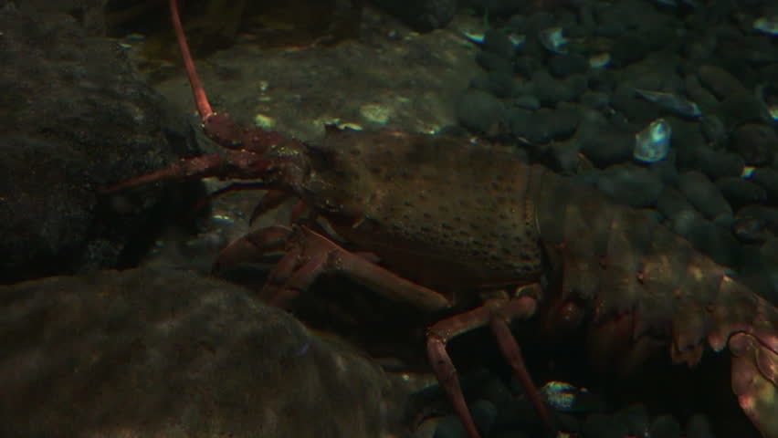 Japanese spiny lobster walks underwater