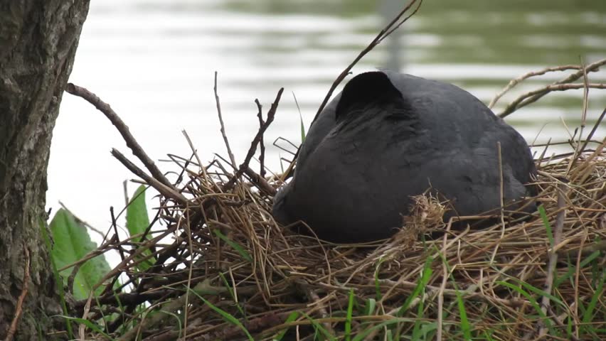 Coote family and chicks feeding on nest and pond.