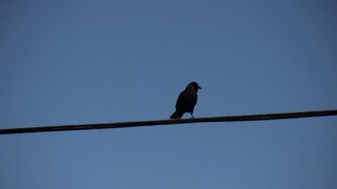 Bird on a Wire Flies Away