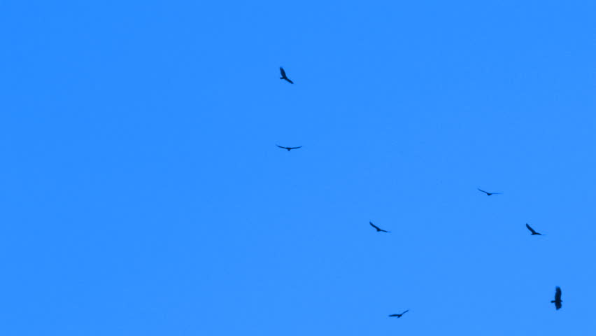 Birds Flying in Blue Sky HD