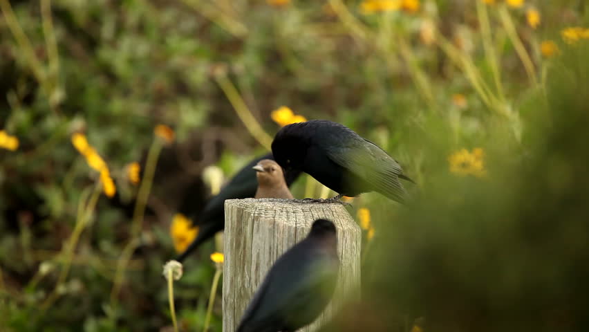 Brewer's Blackbirds in the Garden