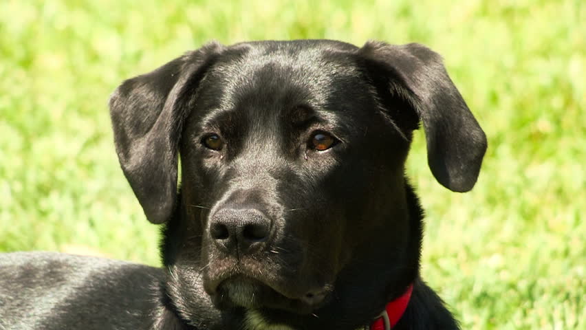 Black Labrador Retriever Dog Close-up Stock Footage Video (100% Royalty ...