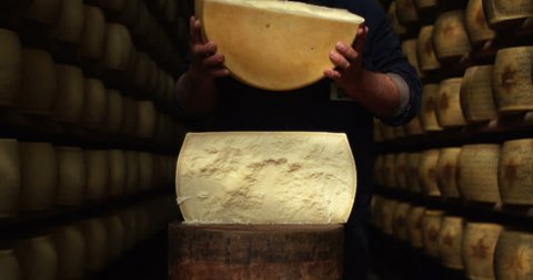 in parma an expert in a Parmesan cheese warehouse opens a form of Parmesan cheese to try it and to see if seasoned correctly