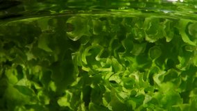 Lettuce  into water, slow motion. fresh green salad.Lettuce 