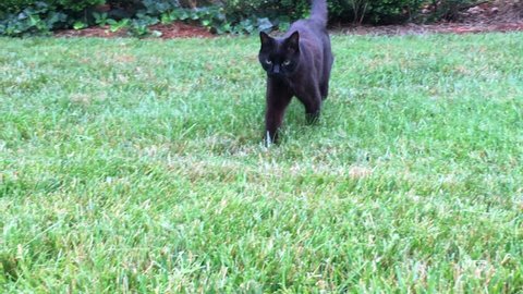 Black cat walks toward the camera on grass