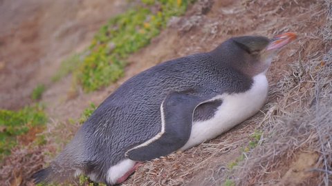 A Yellow Eyed Penguin Lying Stock Footage Video 100 Royalty Free 17377039 Shutterstock