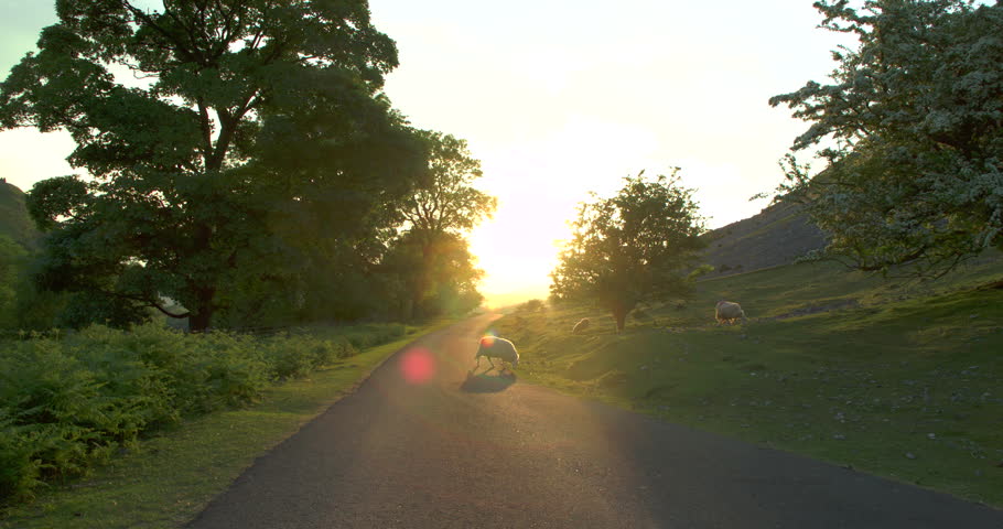 A Rustic And Rural Welsh Road With Sheep Grazing And The Sun Low In The Sky.