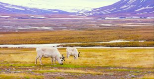 Reindeers eats grass at the plains at Svalbard