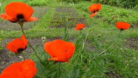 Red poppies bloom in the garden