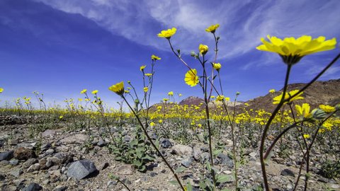 3 axis motion controlled time lapse with dolly pull, tilt down & pan right motion of vast sea of desert gold flower during Super Bloom 2016 in Death Valley National Park, California