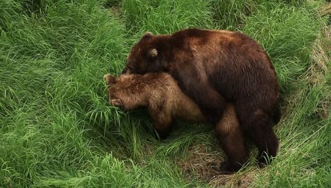 Mating Grizzly brown bear at northern region.