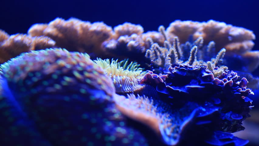 Coral Reef Macro Close-up
