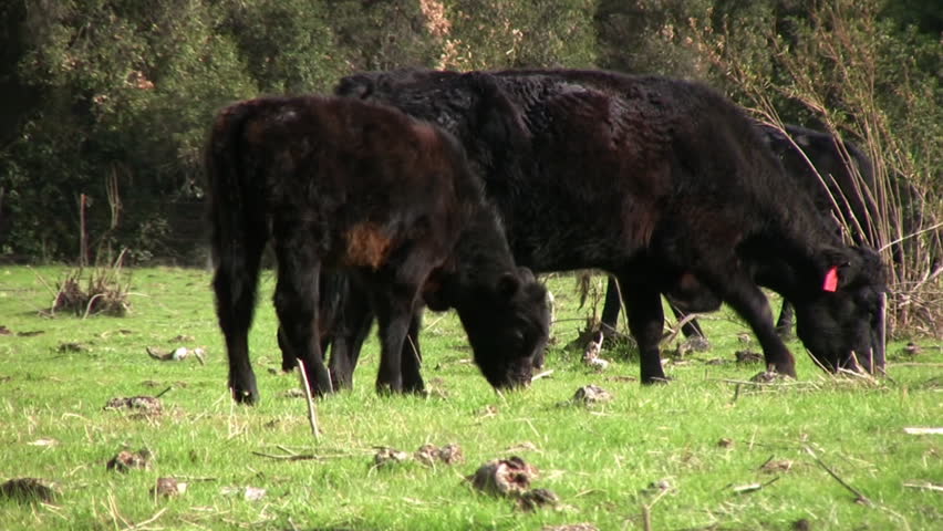 Cows Grazing at Farm Pasture