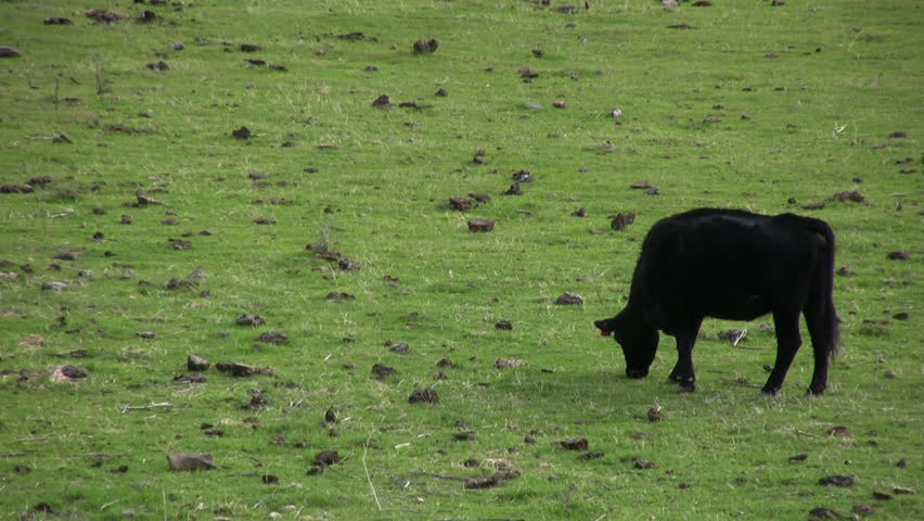 Cows Grazing at Farm Pasture