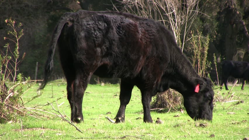 Cows Grazing at Farm Pasture