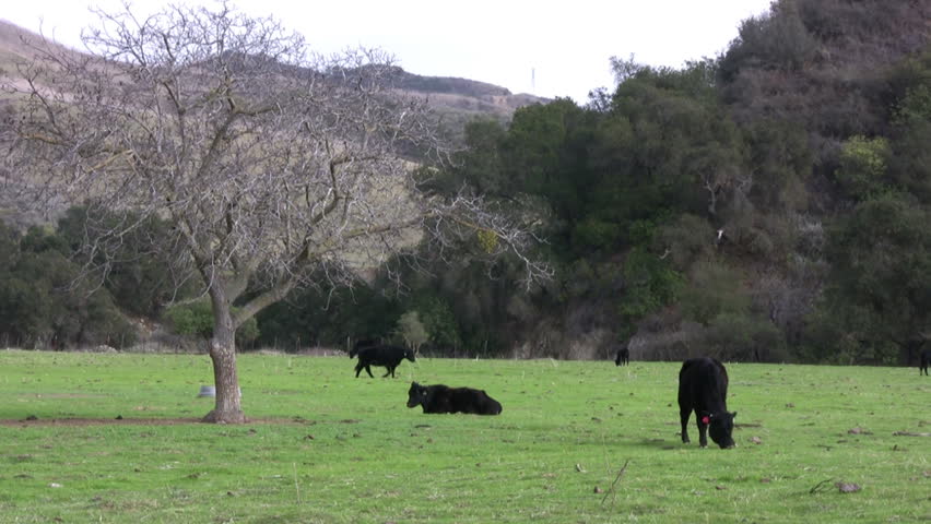 Cows Grazing at Farm Pasture