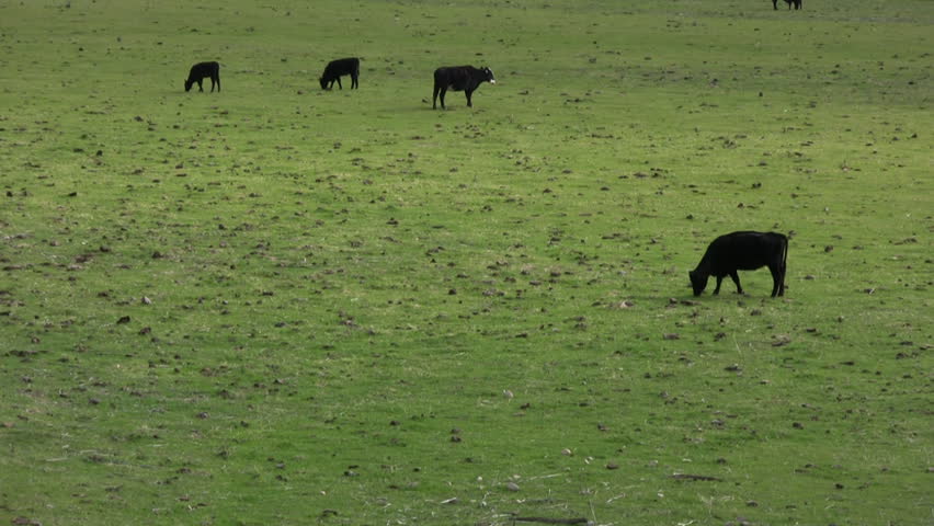 Cows Grazing at Farm Pasture