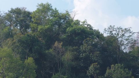 deciduous trees in Nan, Thailand