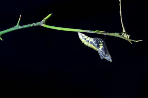 4K lime butterfly emerging from chrysalis on black background. ( Begin ) 