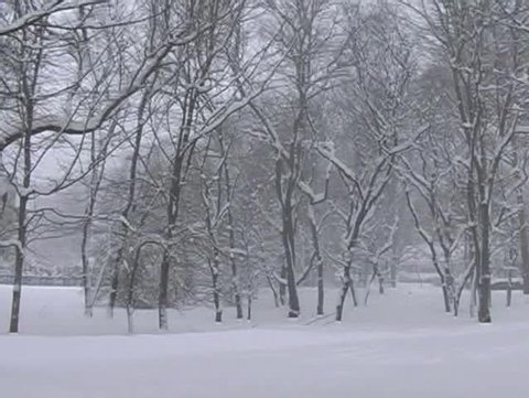 Woods during Snowfall
