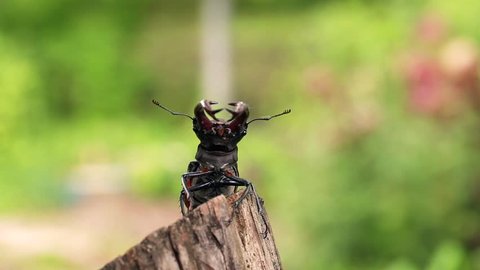 Stag beetle opens wings and flies off into the distance.