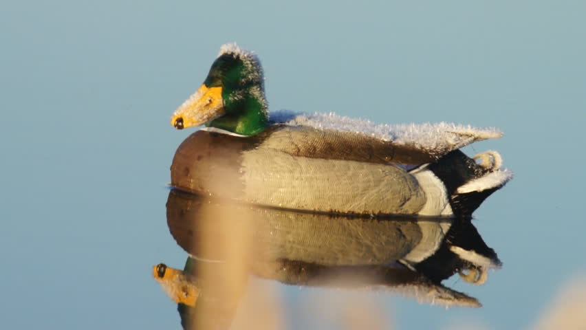 Duck hunting decoy covered with frost.