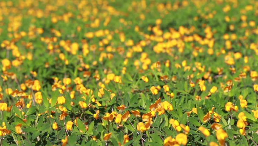The wind is blowing blossom Pinto Peanut (Arachis pintoi) 