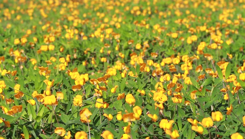 The wind is blowing blossom Pinto Peanut (Arachis pintoi) 