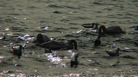 Black swans, Cygnus olor, swimming on the blue water surface. Ukraine.