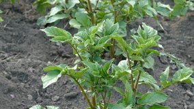 Potato field. Solanum tuberosum