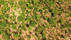 Papaya plantation AERIAL in Peru near Tarapoto. 4K AERIAL video footage.