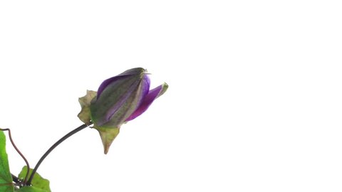 timelapse of single passion flower bloom opening and closing on white background, close  Arkivvideo