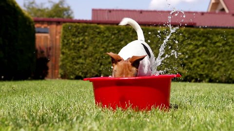 Funny Jack Russell takes a bath on the home green grass yard