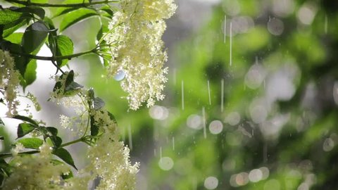rain on elder blossom in the glaring light