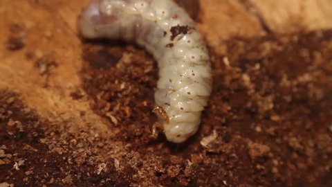 bark beetlle larvae trying to hide in the sawdust