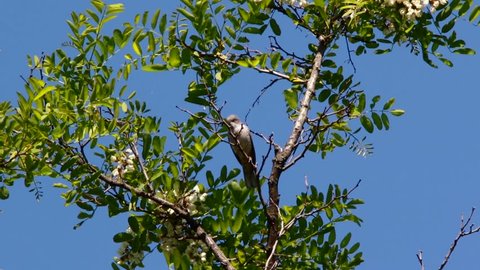    acacia tree blossoms bird
