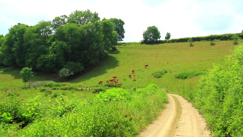 Cows on the meadow in Luxembourg in a summer day.