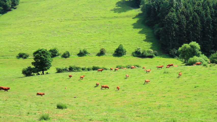Cows on the meadow in Luxembourg in a summer day.