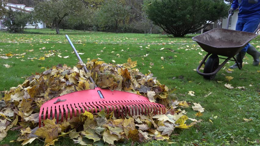 house yard keeper with red rake tool load rusty wheel barrow with dry fallen leaves. Static closeup shot. 4K