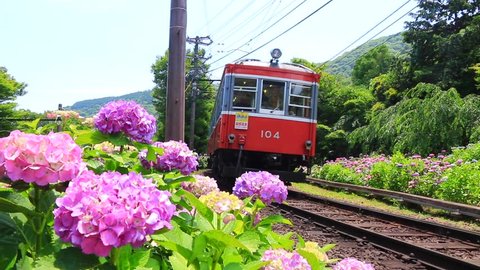 The Hakone Tozan Train passes by a rail with many purple hydrangea flowers blooming aside. Recoded in Hakone, Japan.