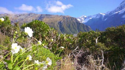 Wild Lily Flowers Growing In Abundance Alongside Hooker Valley Track, Mount Cook National Park. Camera Pan Up