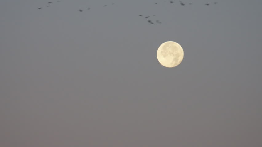 Blackbird Migration during December full moon.