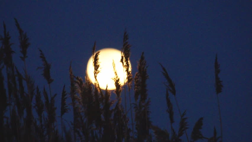 Marsh grass on a full moon