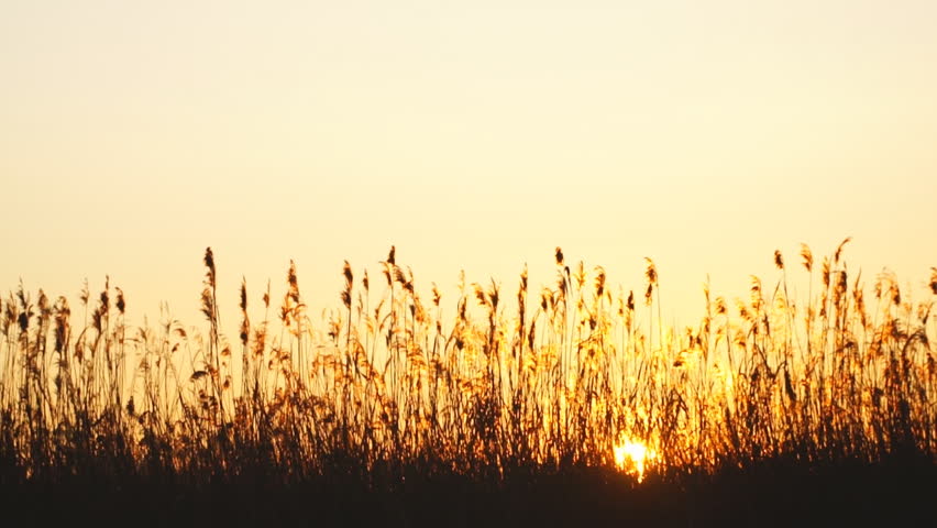 morning sunrise over wetland marsh grass