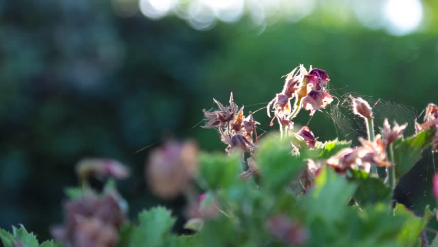 Sun Shines Through A Plant