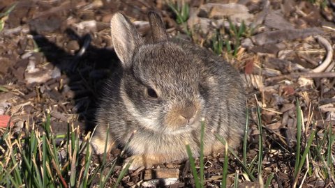 Cute Baby Cottontail Rabbit Stock Footage Video 100 Royalty Free 17424901 Shutterstock