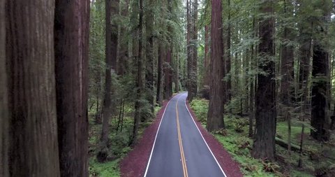 Flying down paved road in Redwood forest of northern California.