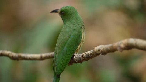 Video of Blue-bearded Bee-eater (Nyctyornis athertoni) looking at us in nature at Thailand